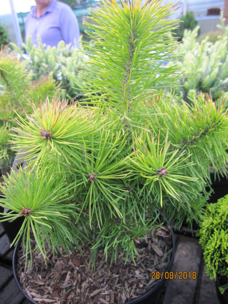 Pinus sylvestris Trollguld